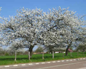 cerisiers en fleurs