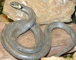 serpent couleuvre