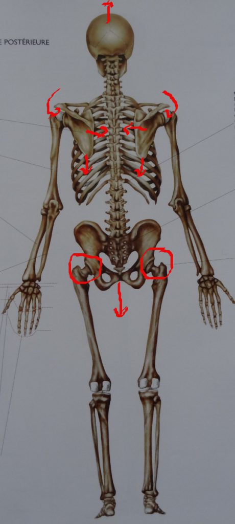 posture squelette