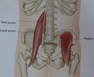 muscle psoas iliaque