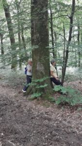 l"énergie des arbres
