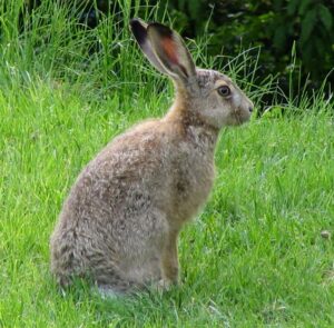 lapin Tù