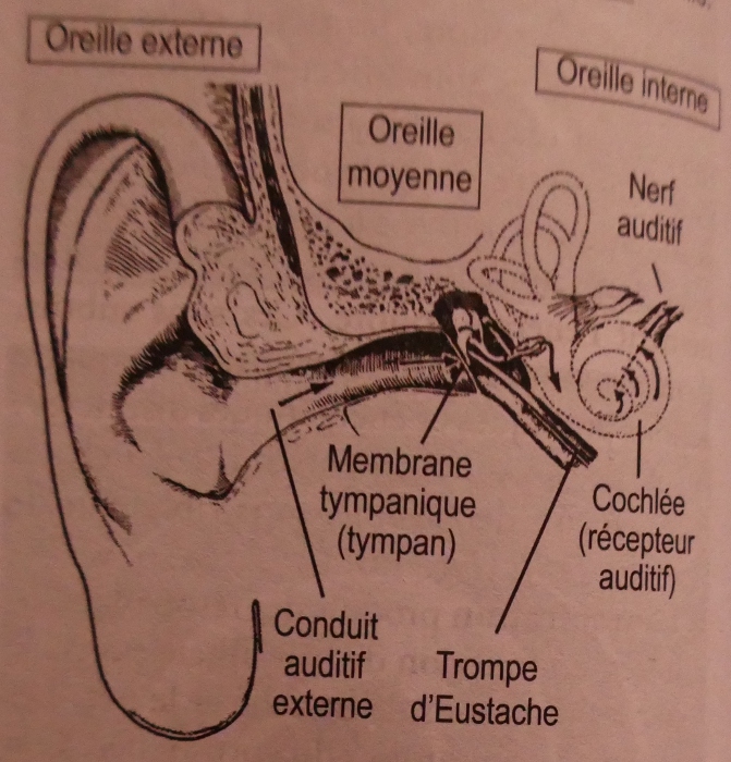 Oreille interne