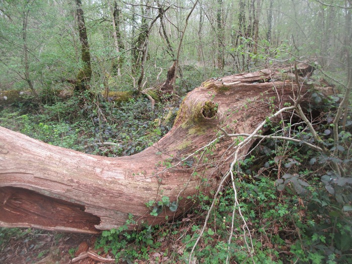 Cussey sur Lison monstre