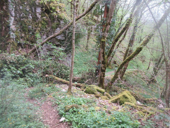 Cussey sur Lison arbre tombé