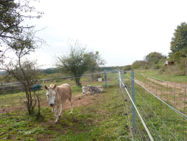 Etrabonne pelouse âne