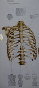 Sternum dans le thorax